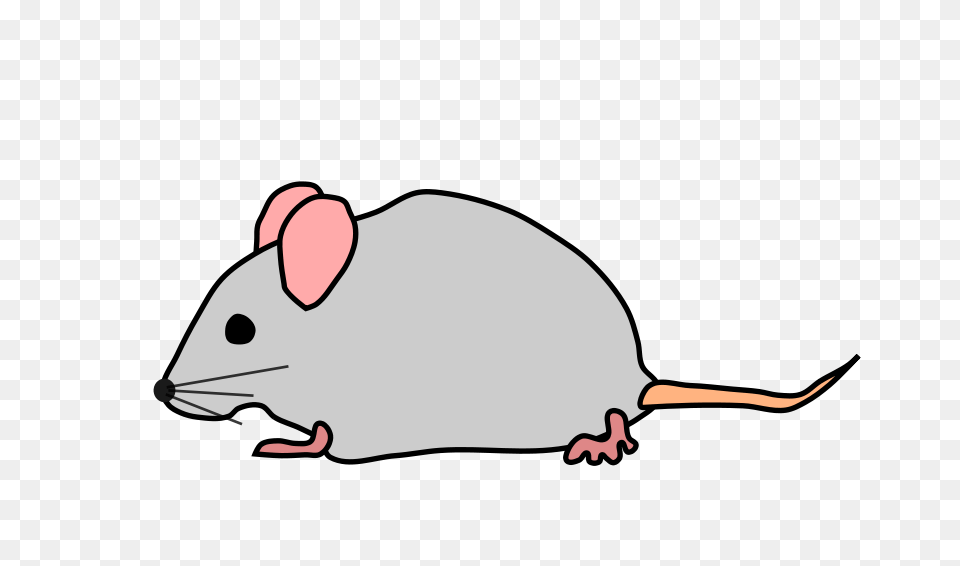 Mouse Clipart, Animal, Mammal, Rodent, Rat Free Png
