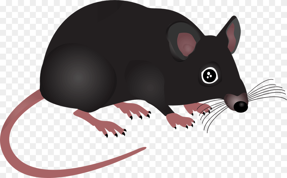 Mouse Clipart, Animal, Mammal, Rodent, Rat Free Png