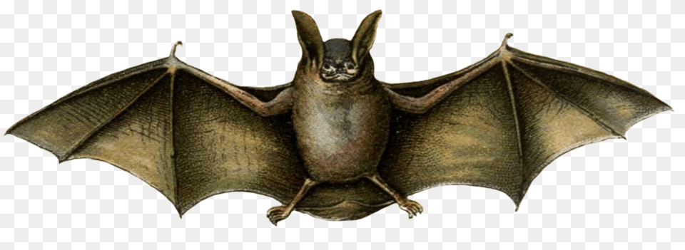 Mouse Colored Bat Drawing Vampire Bat Drawing, Animal, Mammal, Wildlife, Rat Png