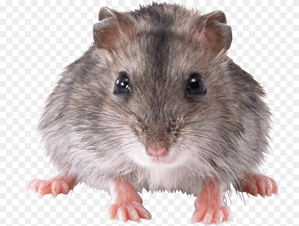 Mouse Front, Animal, Mammal, Rodent, Rat Png