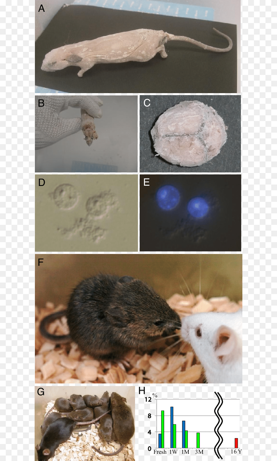 Mouse Frozen For 16 Years And Its Clone Kissing Mice, Animal, Rat, Mammal, Rodent Free Png