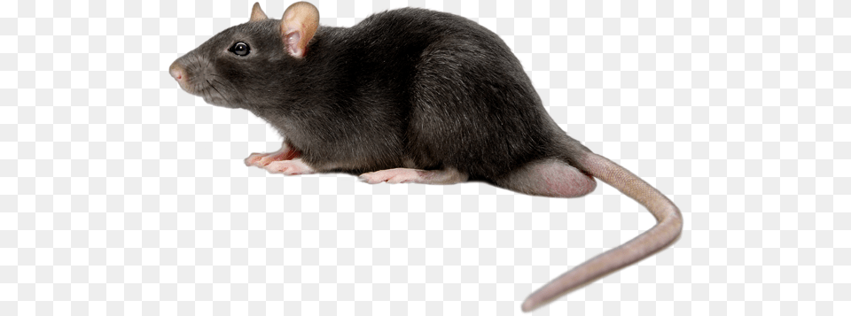 Mouse Images Are To Download Rat, Animal, Mammal, Rodent Png Image