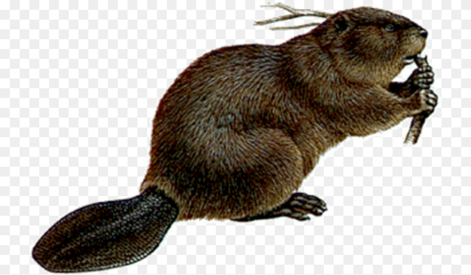Mouse Images Beaver, Animal, Mammal, Rodent, Wildlife Free Png