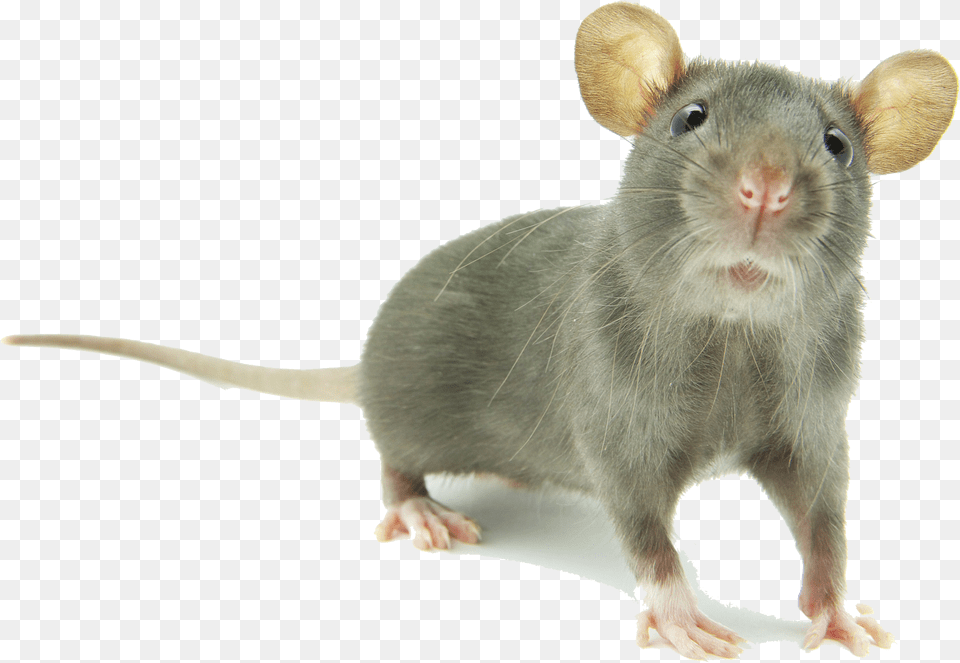 Mouse Images Hd Animal Cute Mouse Free Png