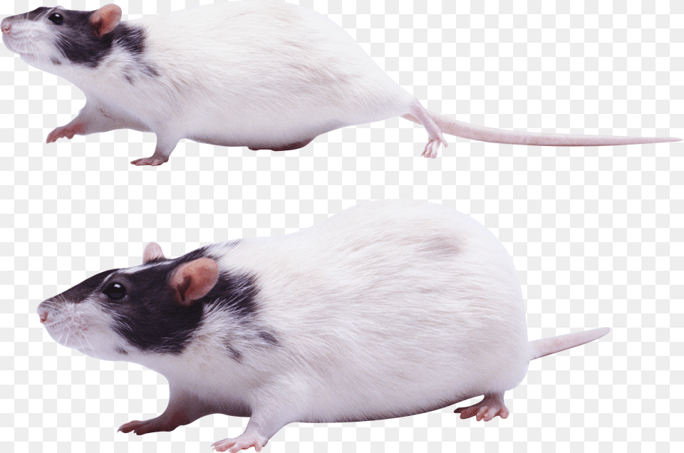 Mouse Images Krisa, Animal, Mammal, Rat, Rodent Png Image