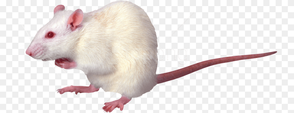 Mouse Images Transparent Photoacoustic Imaging, Animal, Mammal, Rat, Rodent Png