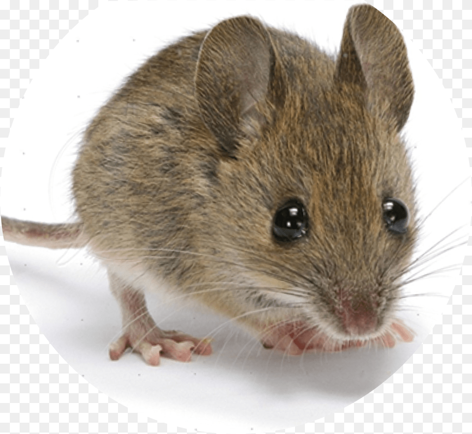 Mouse Is The First Mammal To Have Its Genome Decoded, Animal, Rat, Rodent, Computer Hardware Png Image