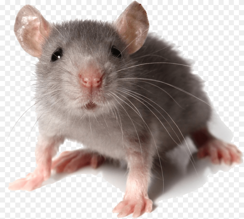 Mouse Looking At You, Animal, Mammal, Rat, Rodent Png Image