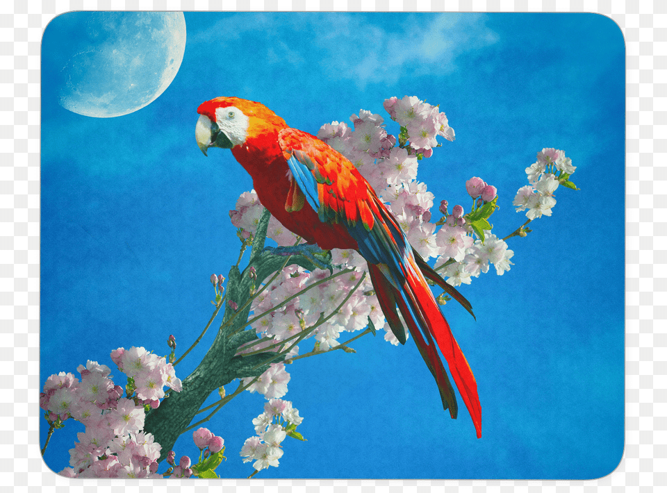 Mouse Pad Red Parrot Macaw, Animal, Bird, Beak, Flower Free Png Download