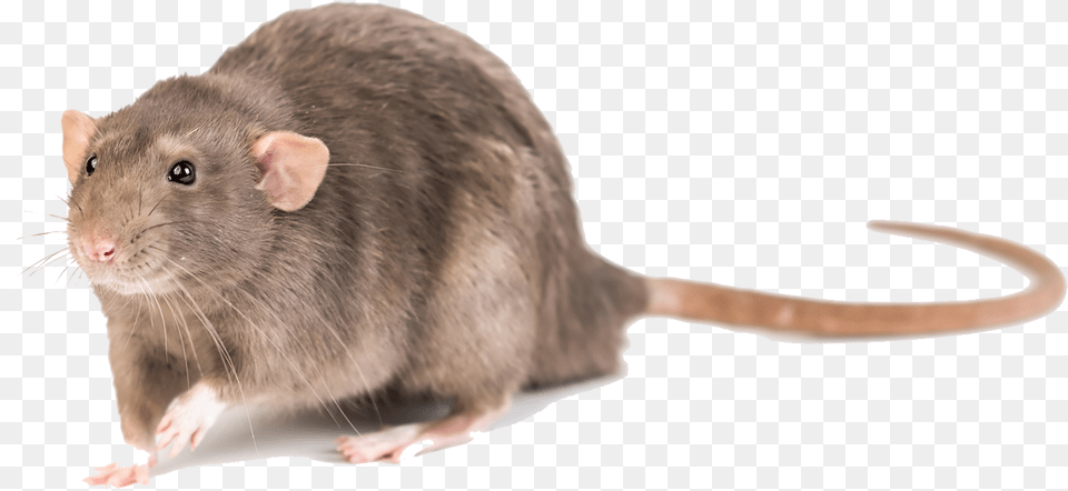 Mouse Photo Background Mouse, Animal, Mammal, Rat, Rodent Png Image