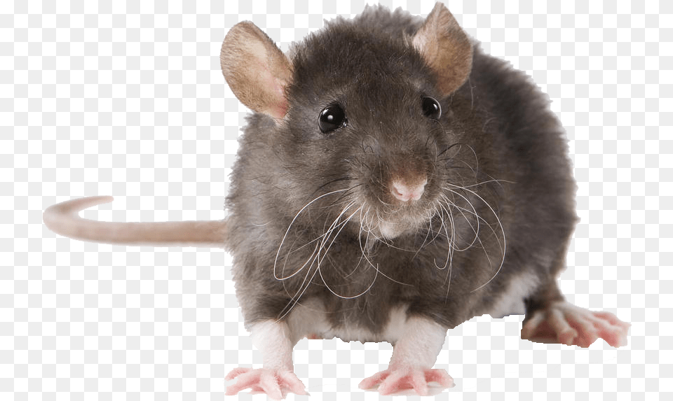 Mouse Pictures Rat Indian, Animal, Mammal, Rodent Png Image