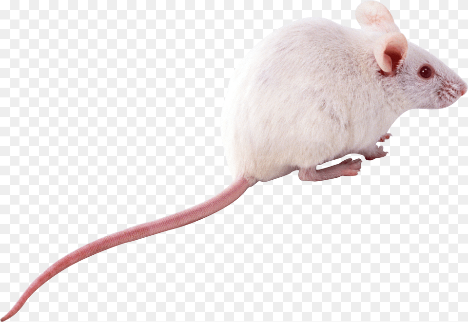 Mouse Rat, Animal, Mammal, Rodent, Computer Hardware Png