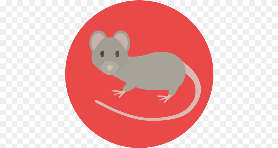 Mouse Rat Icon Circle, Animal, Mammal, Rodent, Computer Hardware Free Transparent Png