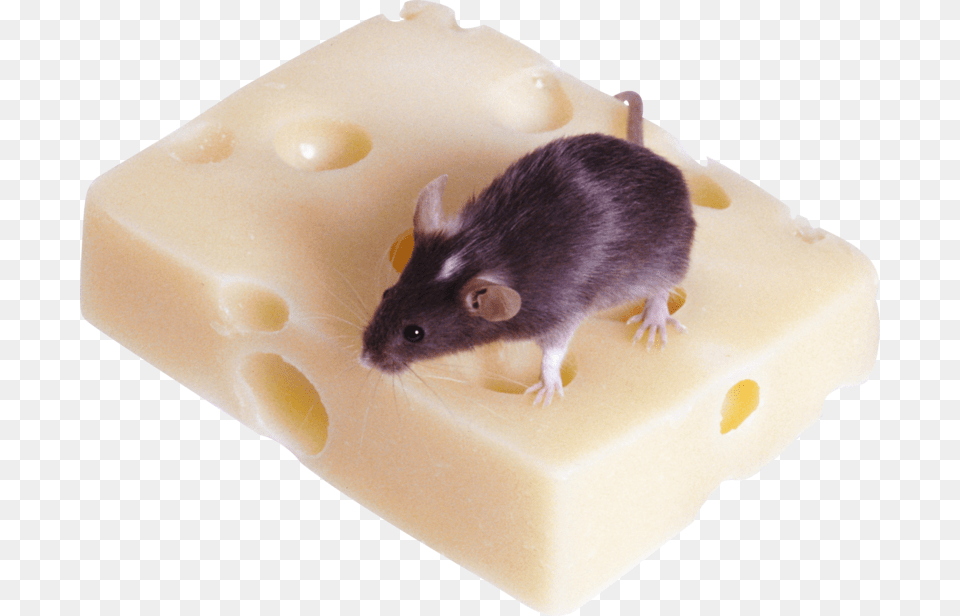 Mouse Rat Image Download Image With Fndk Faresi, Animal, Mammal, Rodent Free Transparent Png