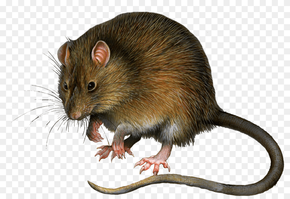 Mouse Rat Image Hq Rat In Green Screen, Animal, Mammal, Rodent Free Png