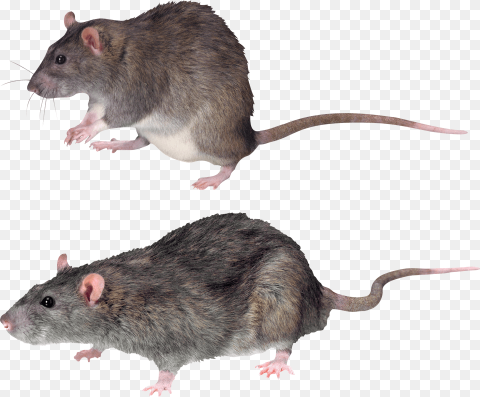 Mouse Rat Image Mouse Background, Animal, Mammal, Rodent Free Transparent Png