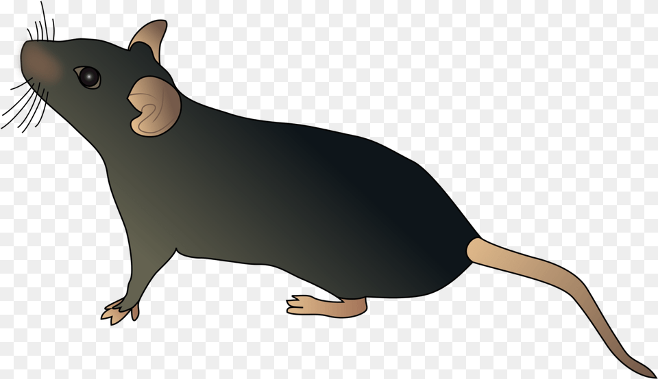 Mouse Schematic, Animal, Mammal, Rodent, Rat Png