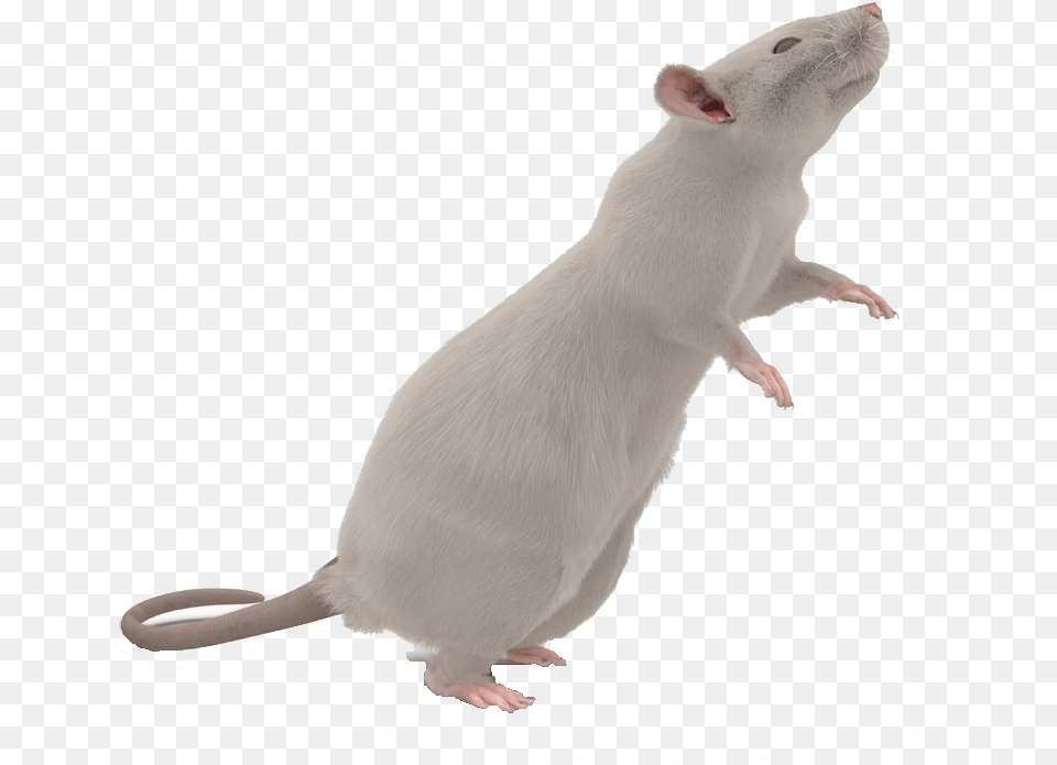 Mouse Transparent Background Mouse With Transparent Background, Animal, Mammal, Rat, Rodent Free Png Download