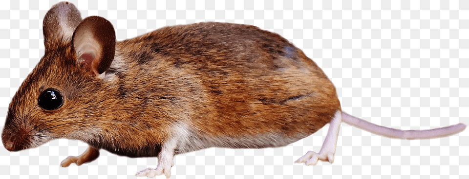 Mouse Transparent Background Raton Animal, Computer Hardware, Electronics, Hardware, Mammal Png