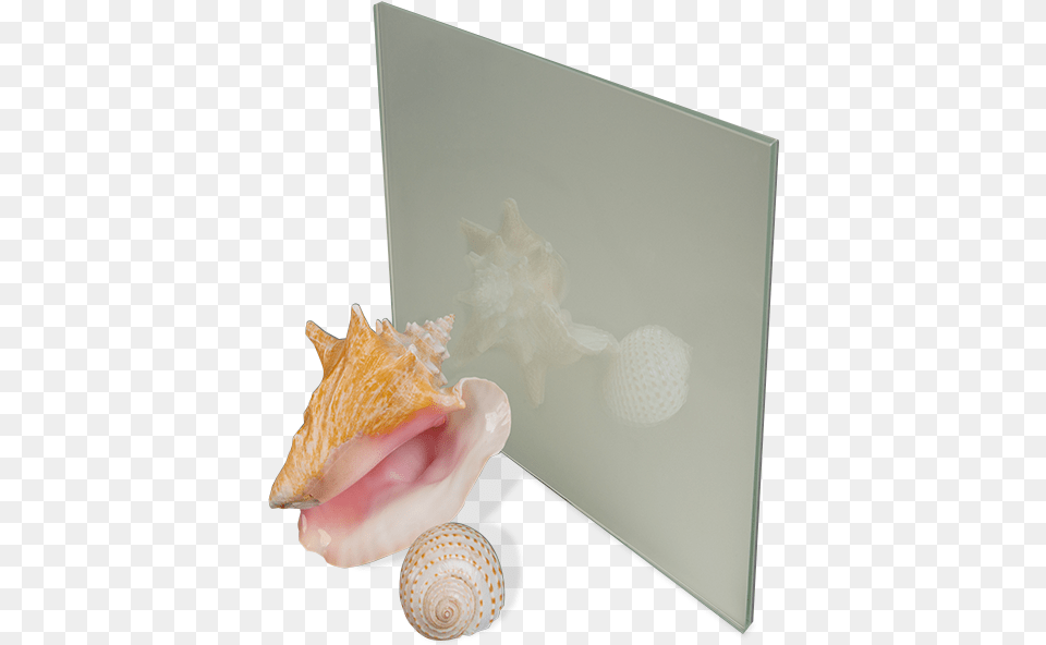 Mouseover The Image To See The Reverse Side Conch, Animal, Invertebrate, Sea Life, Seashell Free Png
