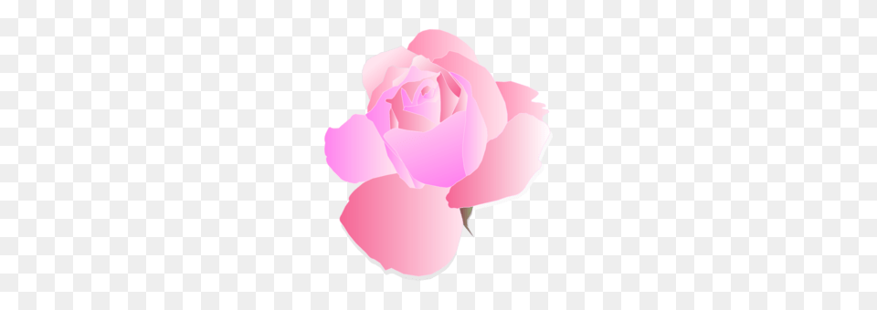 Moutan Peony Watercolor Painting Computer Icons Pink Flowers Free, Flower, Petal, Plant, Rose Png Image