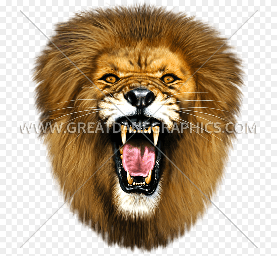 Mouth, Animal, Lion, Mammal, Wildlife Png Image