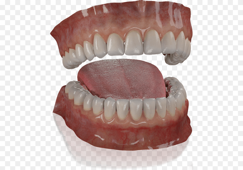 Mouth 3d Model, Teeth, Body Part, Person, Food Png Image