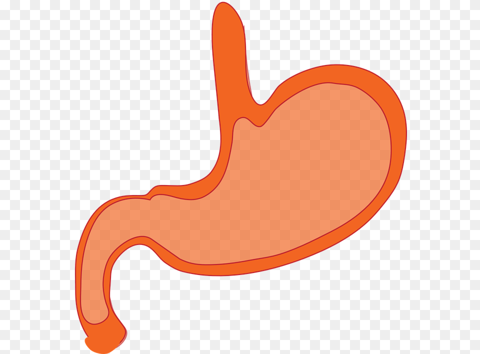 Mouth Clipart Esophagus Stomach Animated, Body Part Free Png Download
