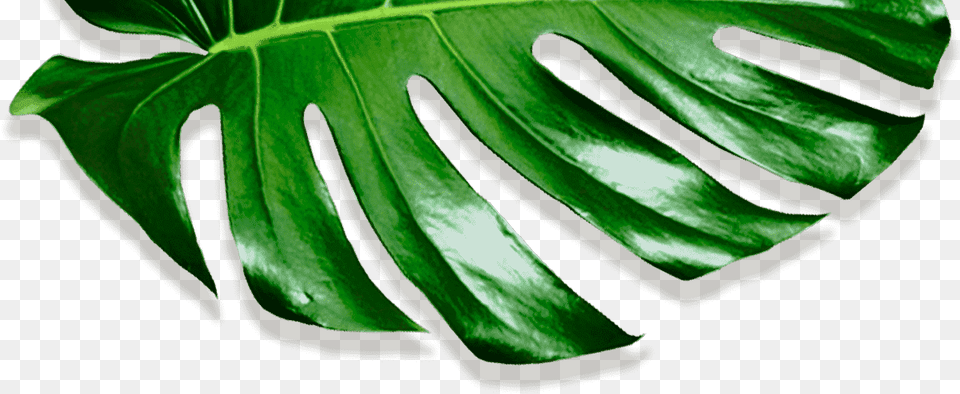 Movadex Design Agency Green Monstera Leaf Decoration Okra, Plant Png