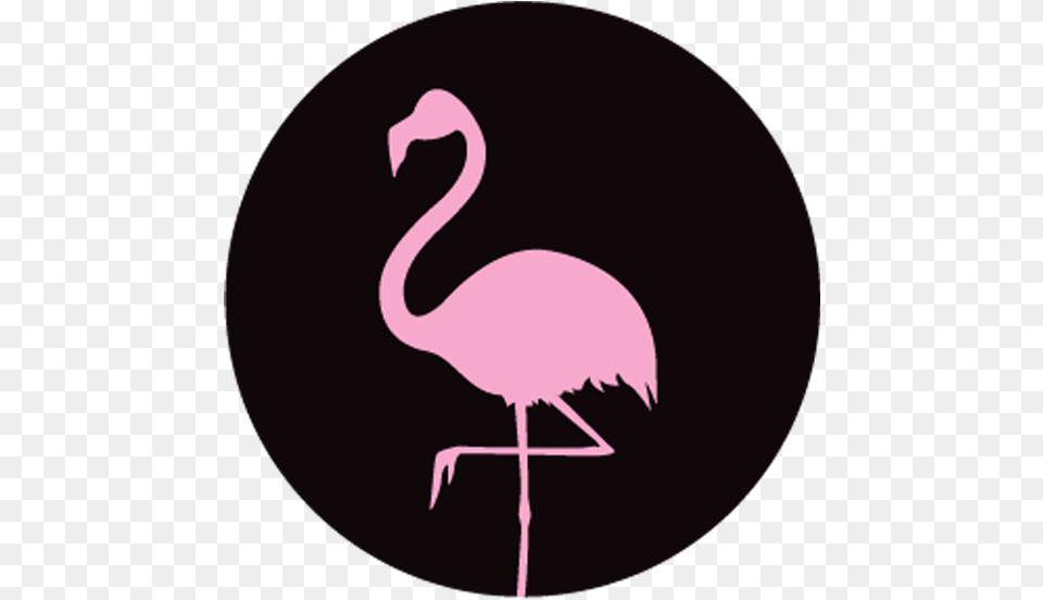 Movies Greater Flamingo, Animal, Bird Free Png Download
