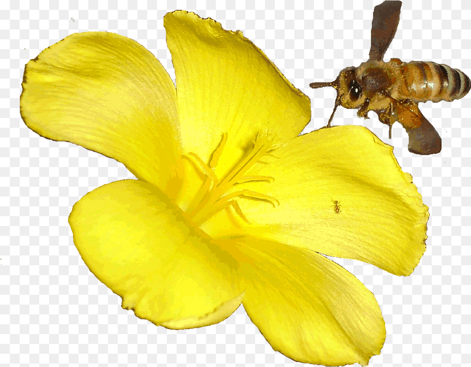 Moving Clipart Bee For Download Bee Animated, Animal, Apidae, Invertebrate, Insect Free Transparent Png