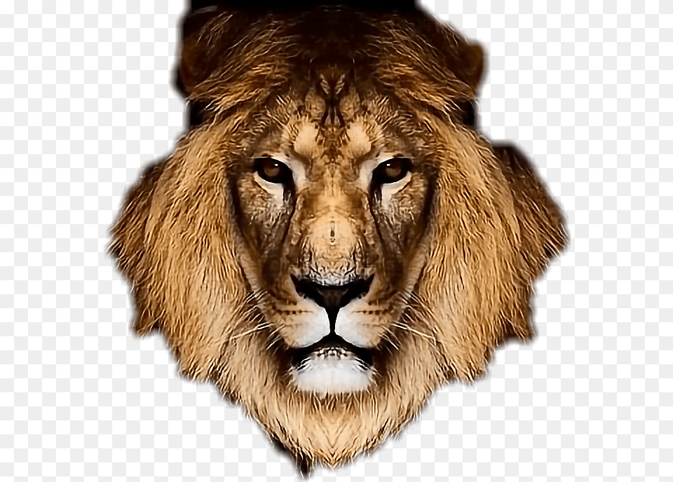 Mpho Makwana Wife, Animal, Lion, Mammal, Wildlife Png Image