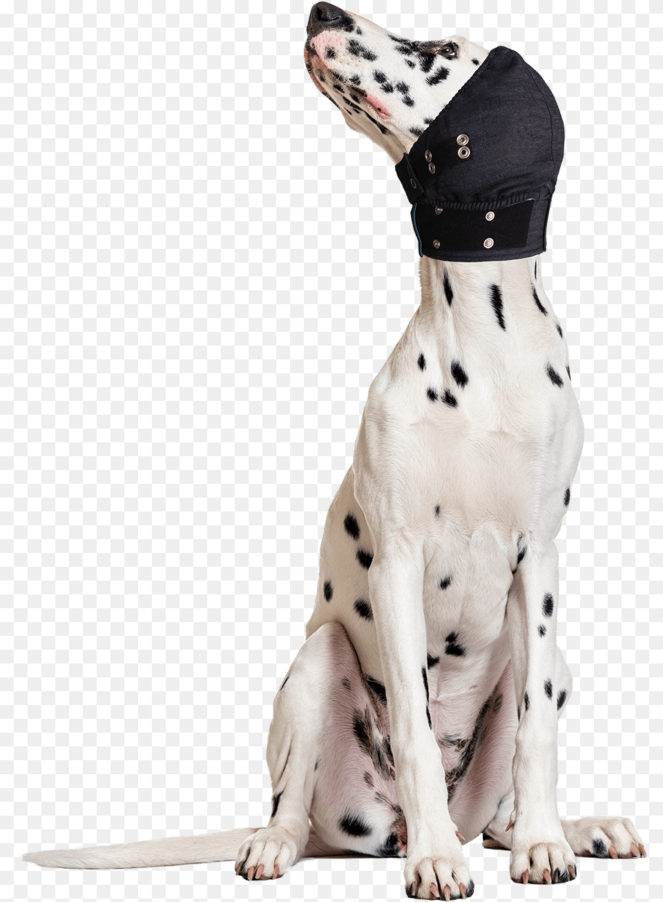 Mps Head Cover, Animal, Canine, Mammal, Pet Free Transparent Png