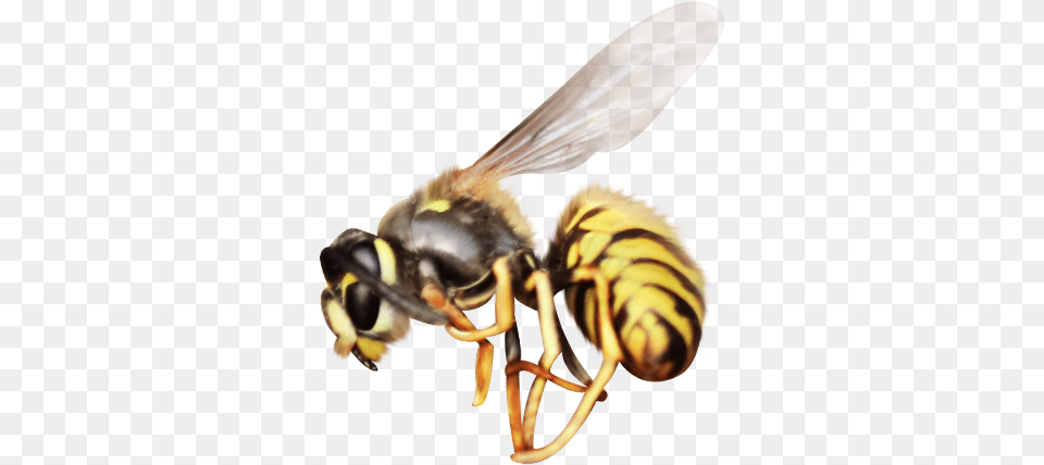 Mq Bee Insect Flying Animal Animals Honeybee, Invertebrate, Wasp Free Transparent Png