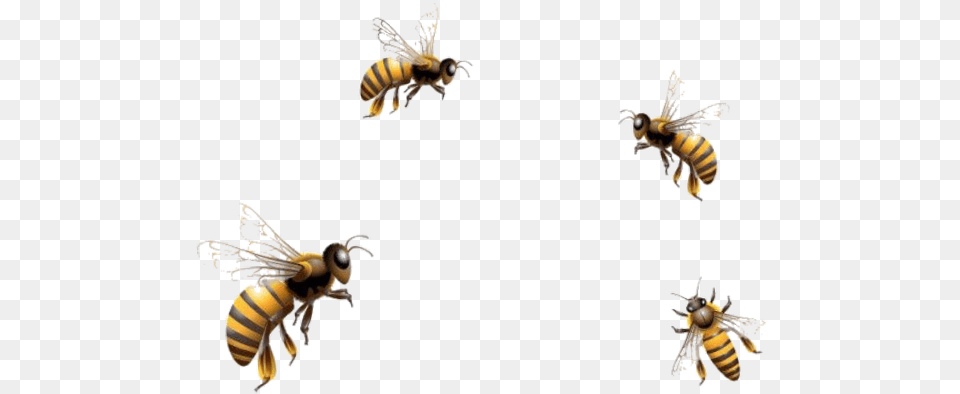 Mq Bees Bee Insect Flying Fly Flying Honey Bee, Animal, Honey Bee, Invertebrate, Wasp Free Png