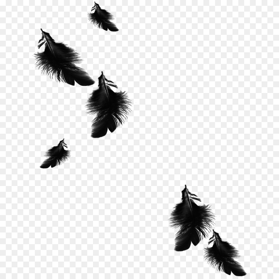 Mq Black Feather Feathers Floating Falling, Silhouette Free Transparent Png
