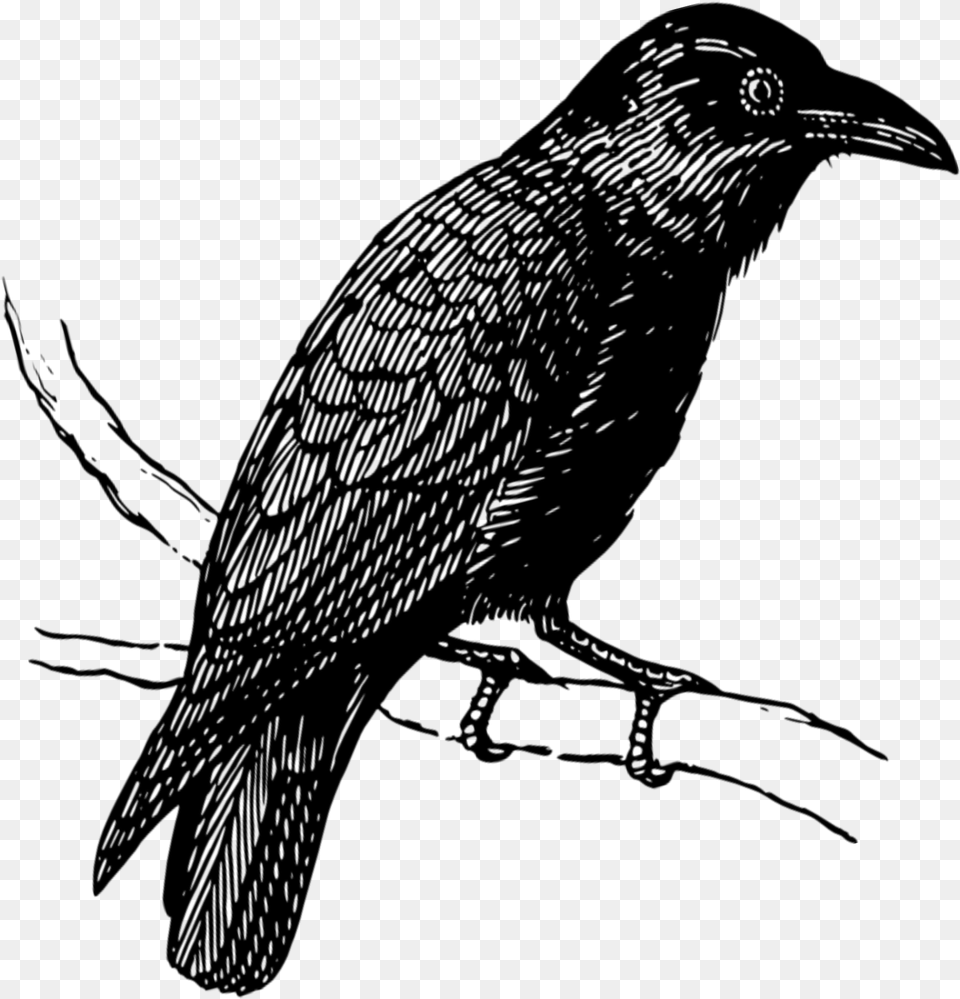 Mq Black Raven Birds Bird Flying Crow, Gray Free Png