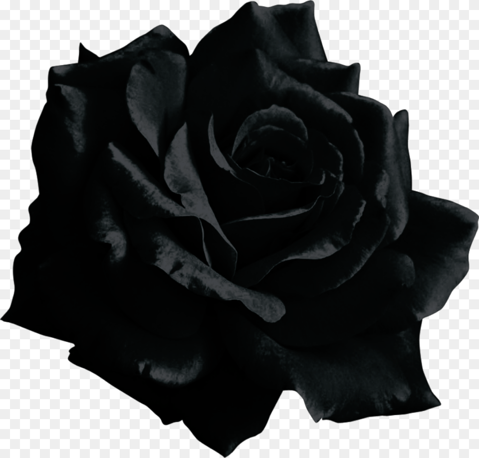 Mq Black Rose Flower, Plant Png