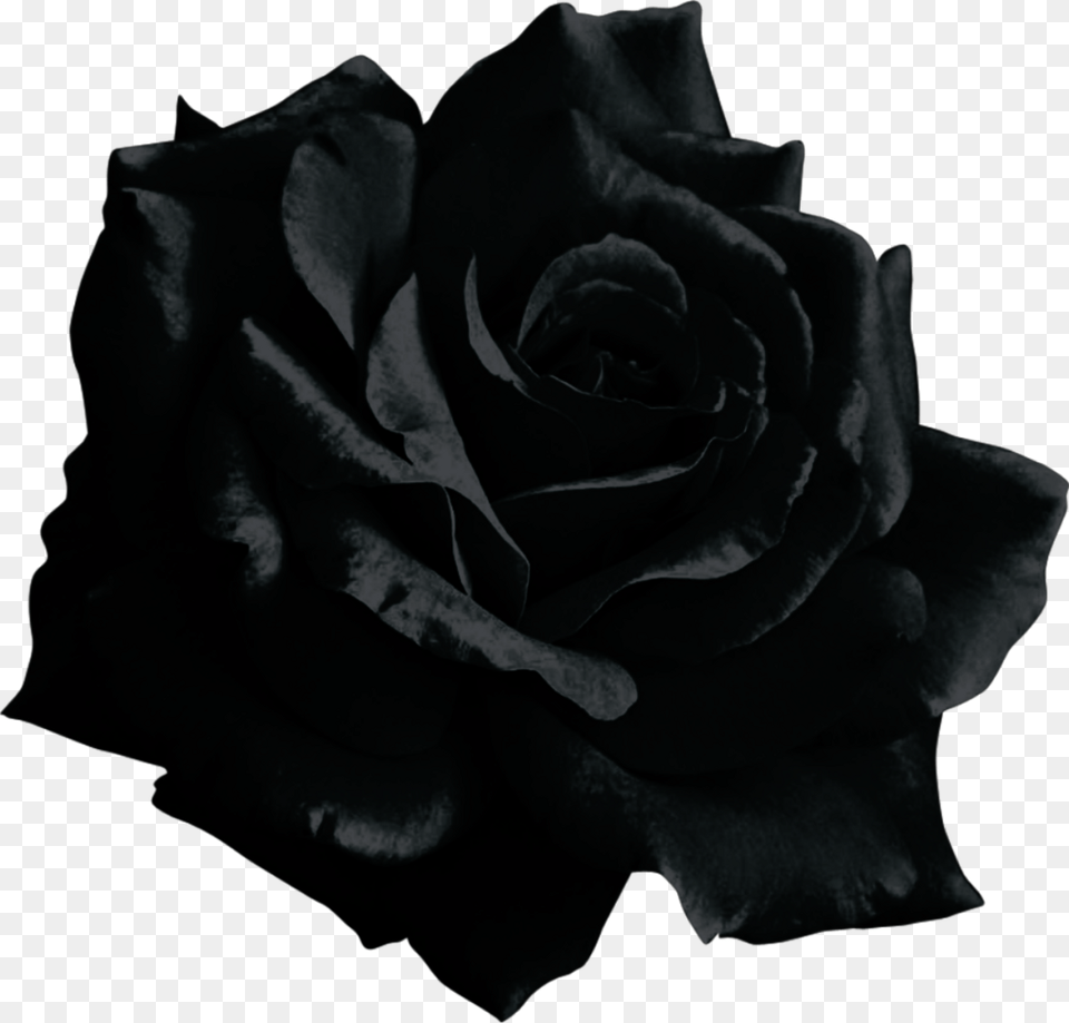 Mq Black Rose Flower Black Rose, Plant Free Png Download