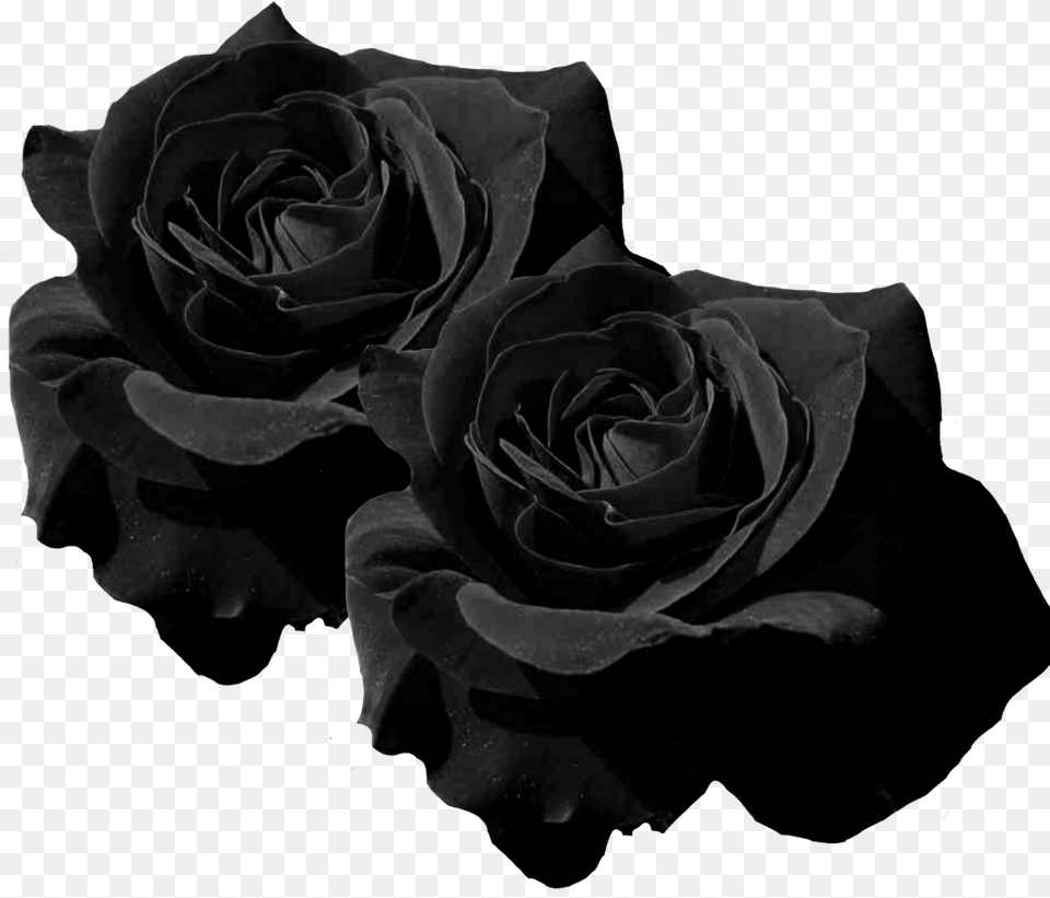 Mq Black Roses Rose Flower Flowers Transparent Black Rose, Plant Png Image