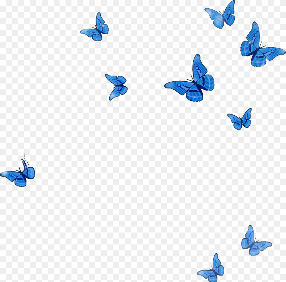 Mq Blue Butterfly Animal Flying Fall Flying Transparent Blue Butterflies, Bird, Mammal Png
