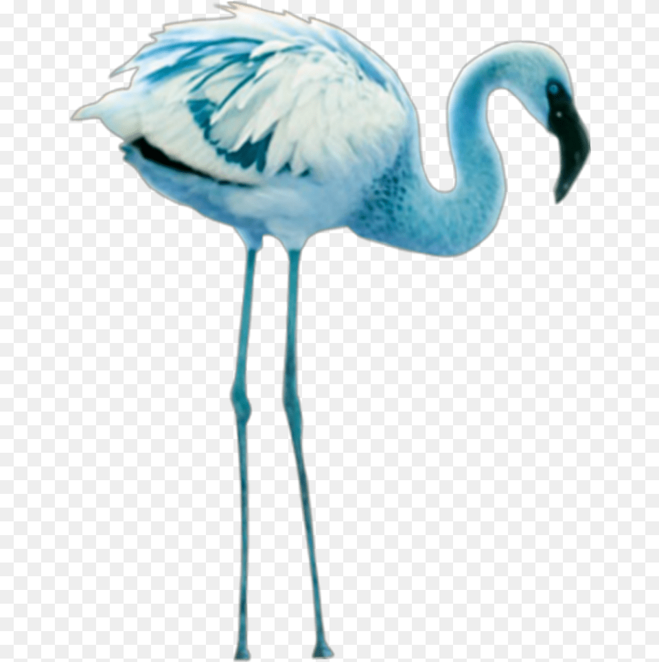 Mq Blue Flamingo Birds Bird, Animal, Waterfowl, Crane Bird Free Png Download