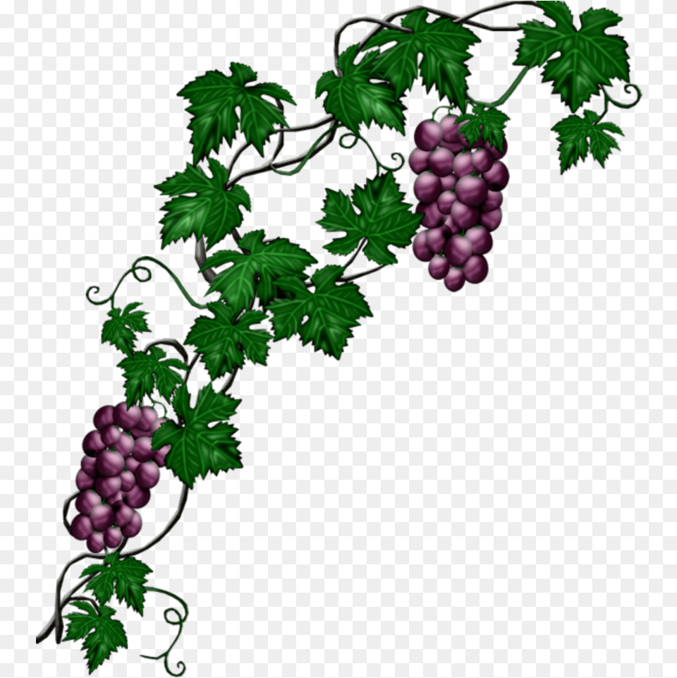 Mq Blue Grape Grapes Vine Vines Grape Vine, Food, Fruit, Plant, Produce Png