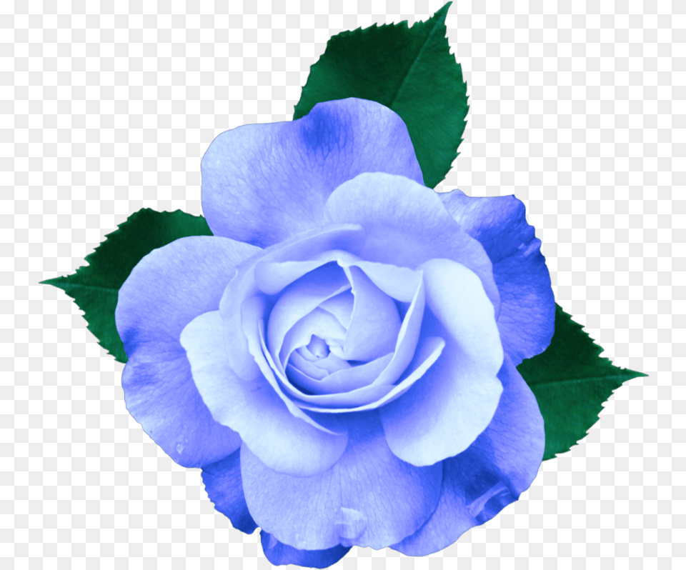 Mq Blue Rose Roses Flowers Transparent Background Purple Flower Transparent, Plant Free Png