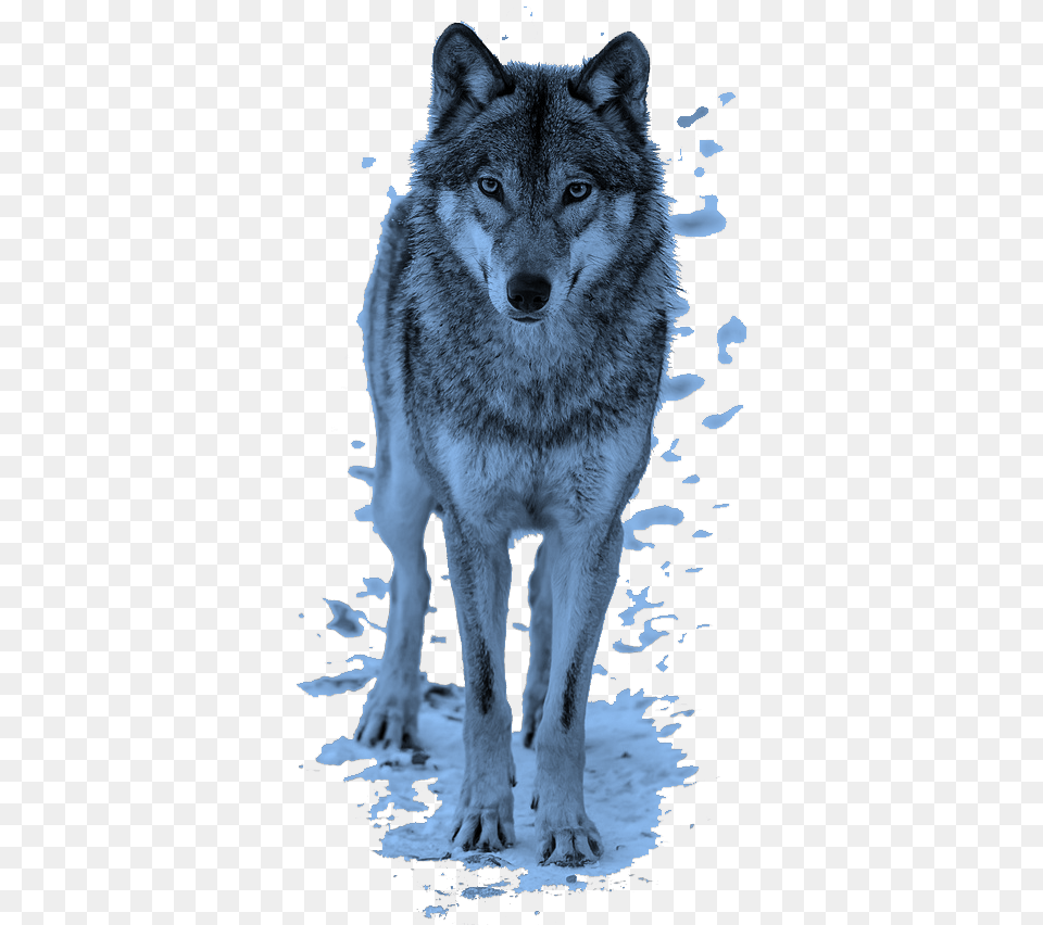 Mq Blue Wolf Animal Animals Wolfs Wolf, Mammal, Canine, Dog, Pet Png
