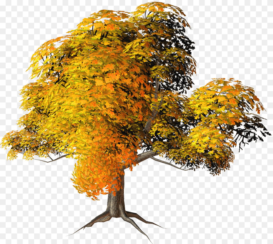 Mq Colorful Fall Tree, Leaf, Maple, Plant, Tree Trunk Free Png