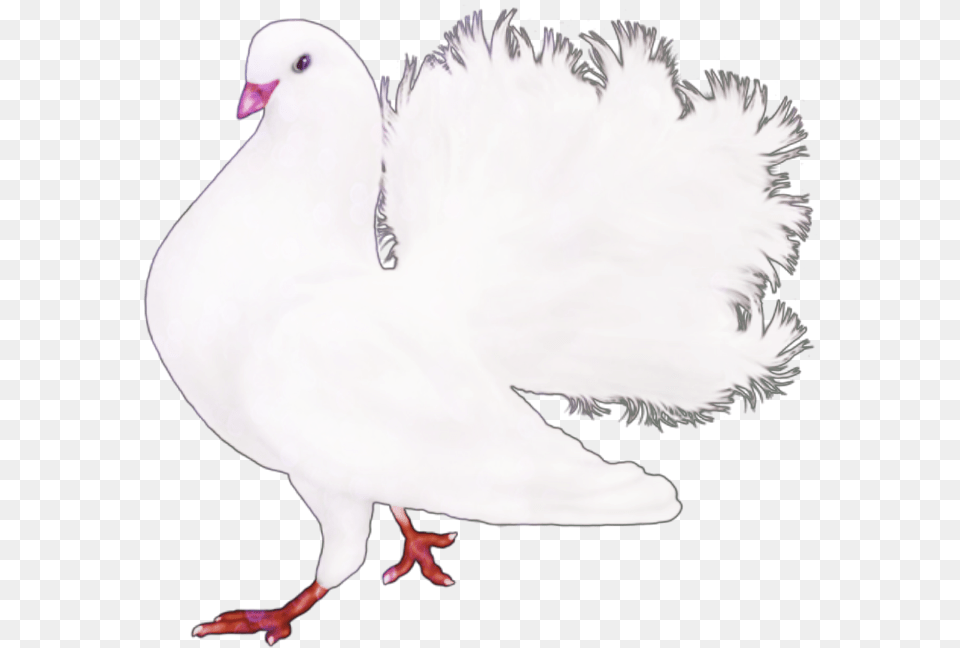 Mq Dove Animals Flying Feather White Naturesbeauty Water Bird, Animal, Pigeon Free Transparent Png