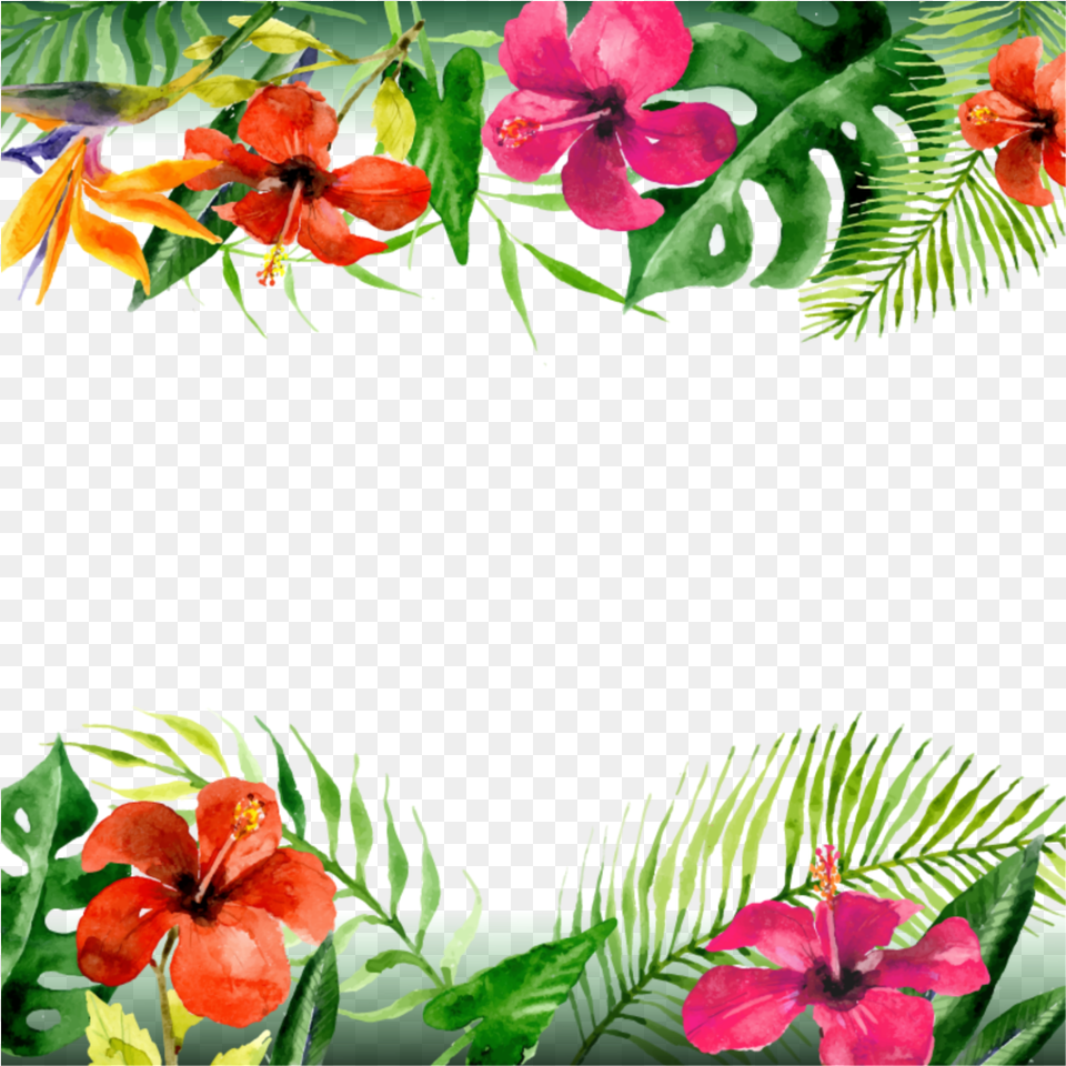Mq Flowers Flower Tropical Border Borders Tropical Flowers Border, Plant, Petal, Vegetation, Hibiscus Free Png Download