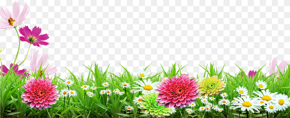 Mq Grass Flowers Garden Landscape Background Flower Images, Dahlia, Daisy, Plant, Petal Png Image