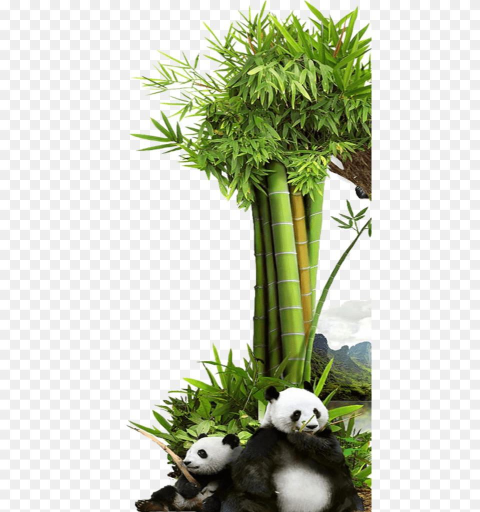 Mq Grass Green Bambu Panda Nature Grass, Animal, Bear, Giant Panda, Mammal Free Transparent Png